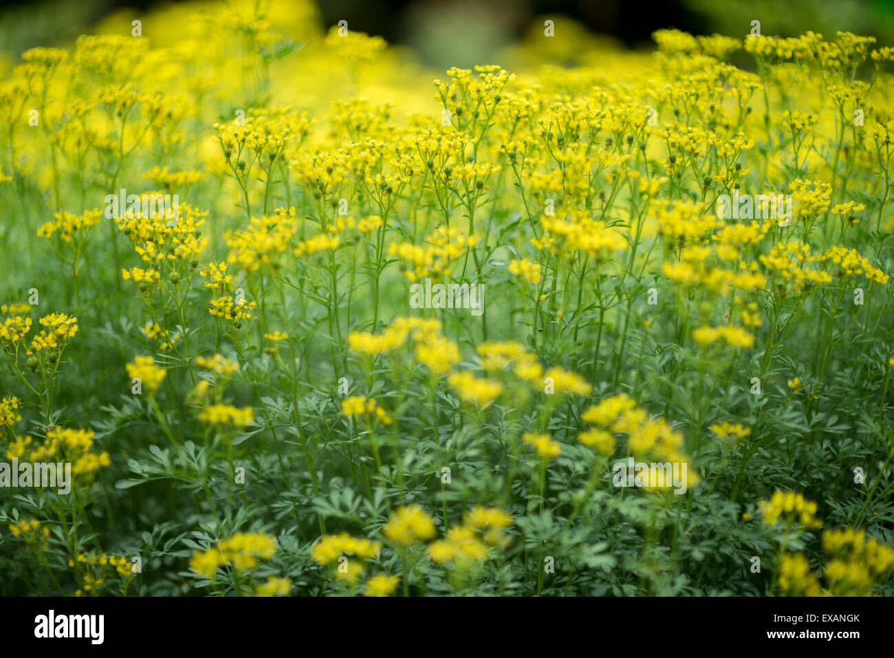 Ruta graveolens ,rue, comune rue ,erba-di-grazia blooming Foto Stock