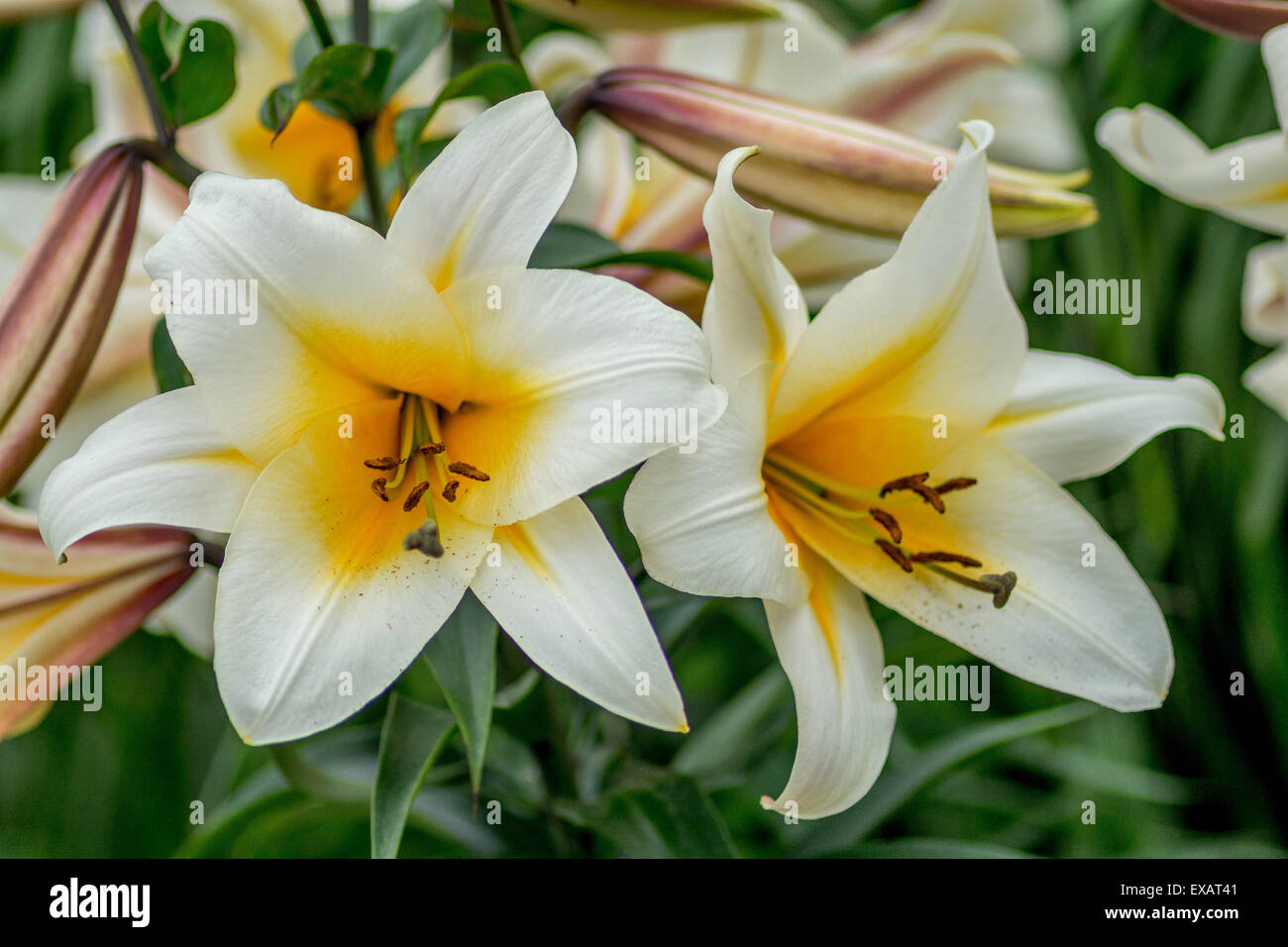 Gigli bianchi giglio con centri giallo close up Lilium Foto Stock