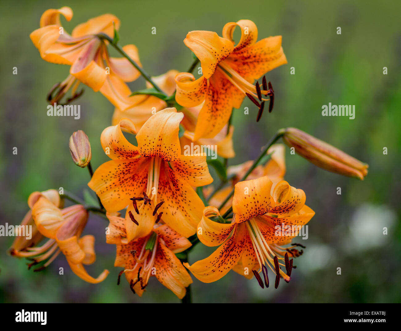Gigli arancione lily close up Lilium Foto Stock