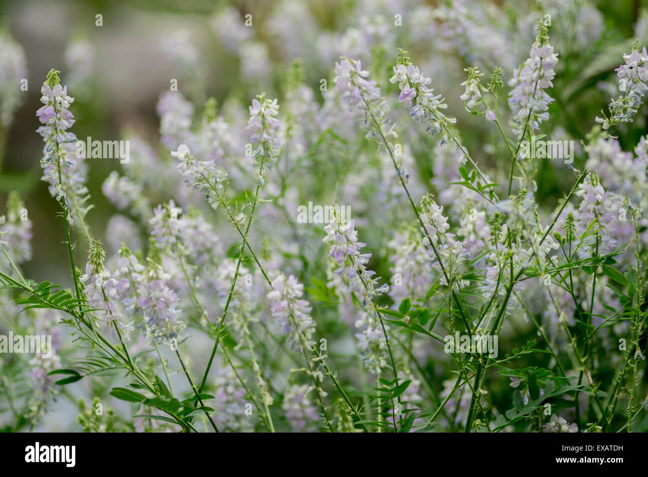 Galega officinalis in piena fioritura Foto Stock
