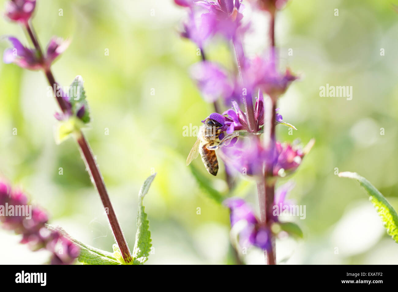 Il miele delle api su Salvia x sylvestris 'Lye fine' Foto Stock
