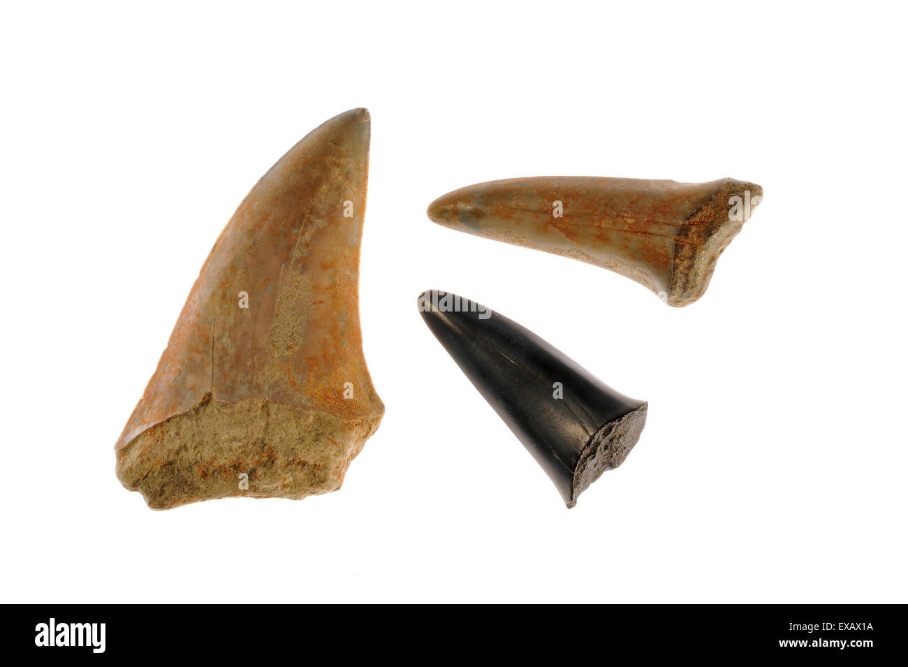 Shark denti fossili su sfondo bianco Foto Stock