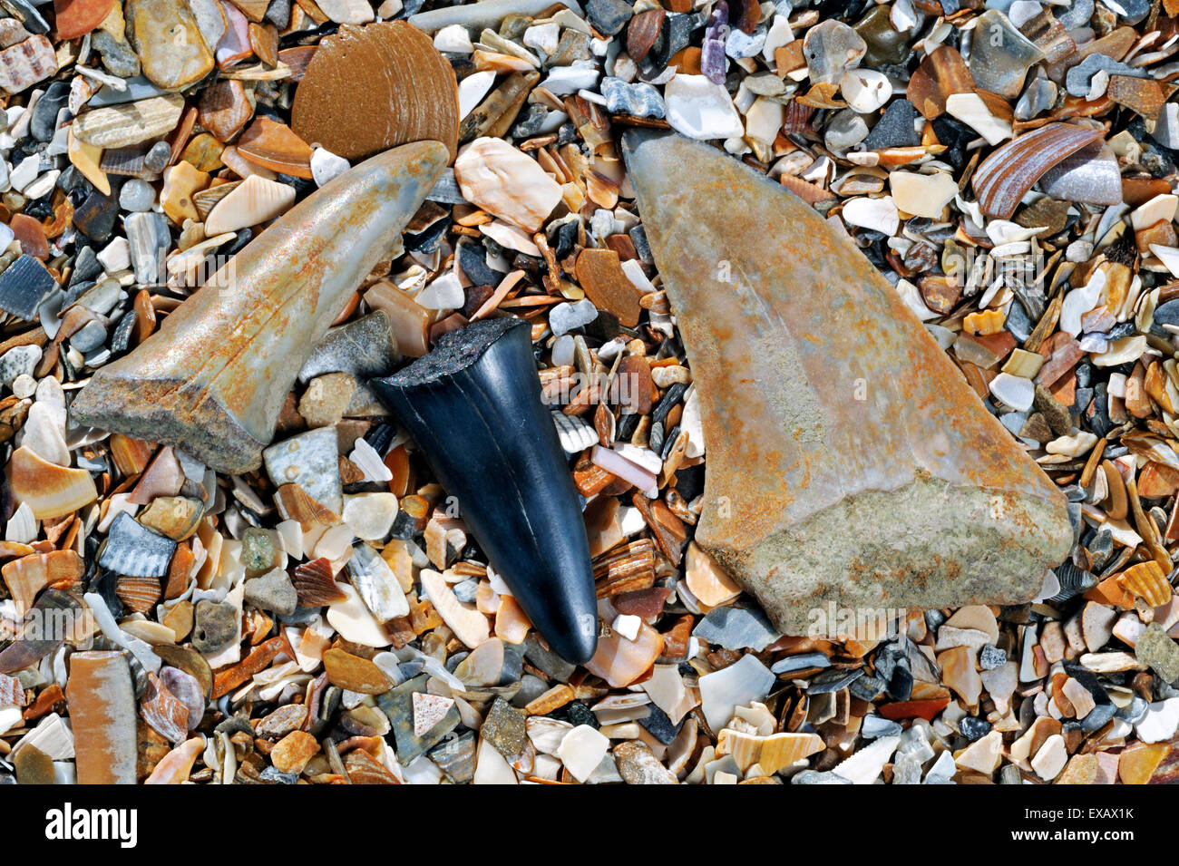 Shark denti fossili sulla spiaggia lungo la costa del Mare del Nord Foto Stock