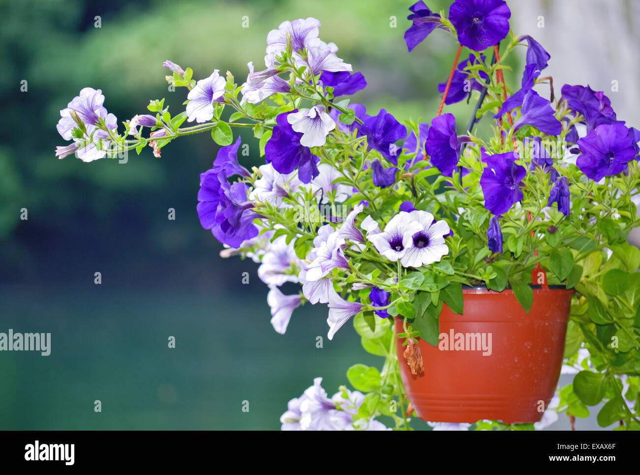 Decorativo viola e bianco fiori invasati nel cestello pendenti Foto Stock