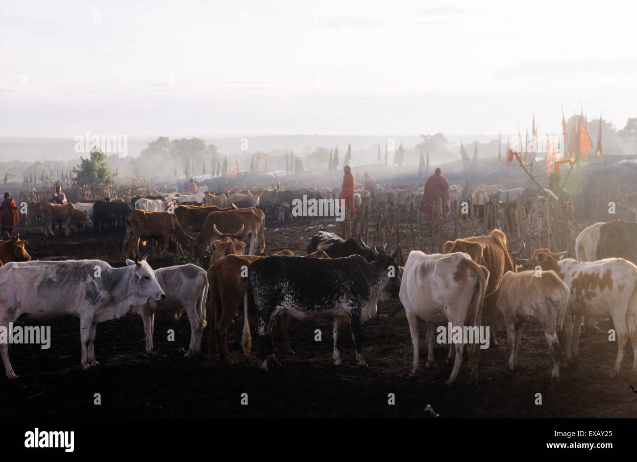 Lolgorian, Kenya. Siria Maasai; bovini di allevamento con pastori masai presso il manyatta per la Eunoto provenienti della cerimonia di età. Foto Stock