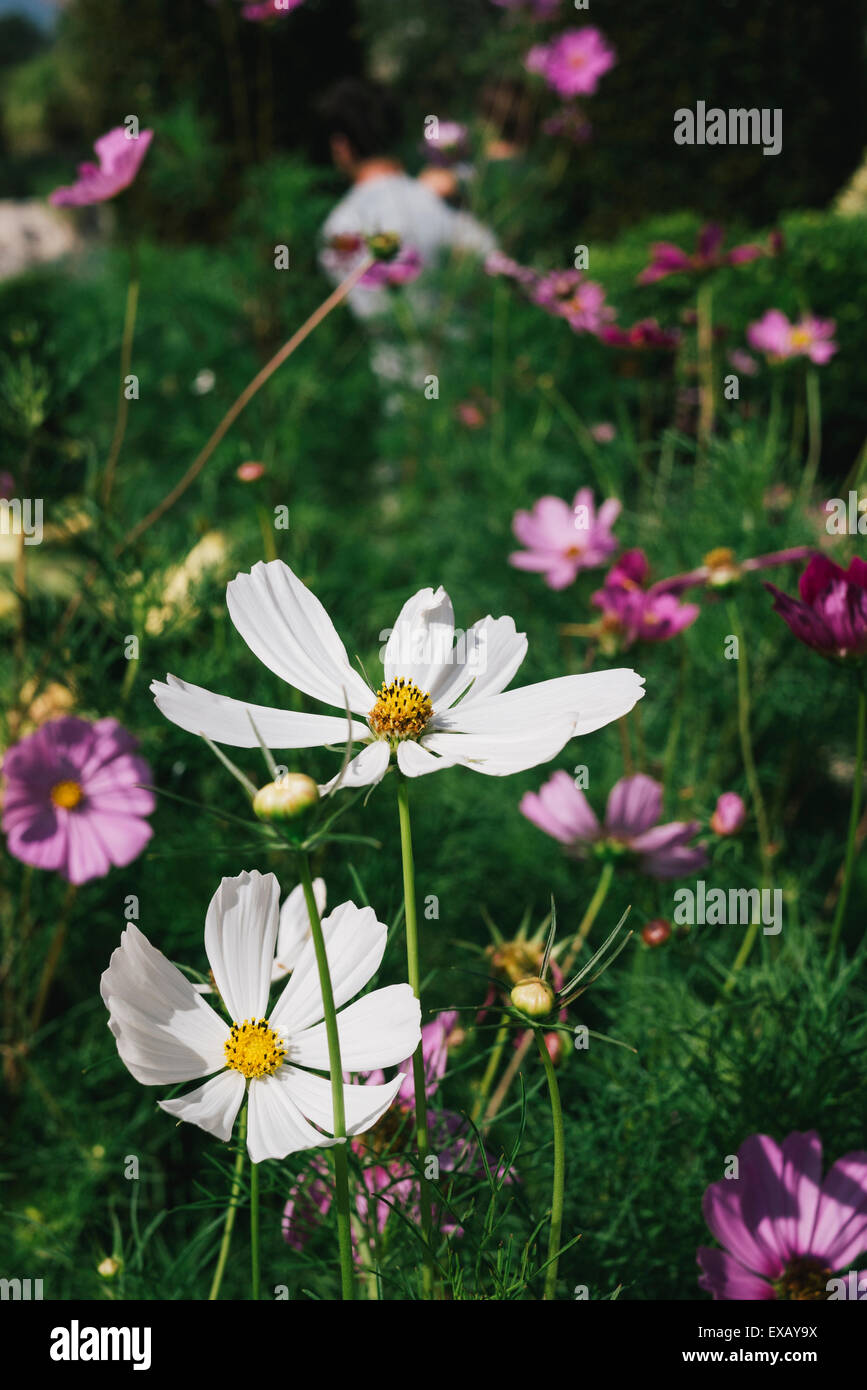 Margherite bianco in un campo di fiori Foto Stock