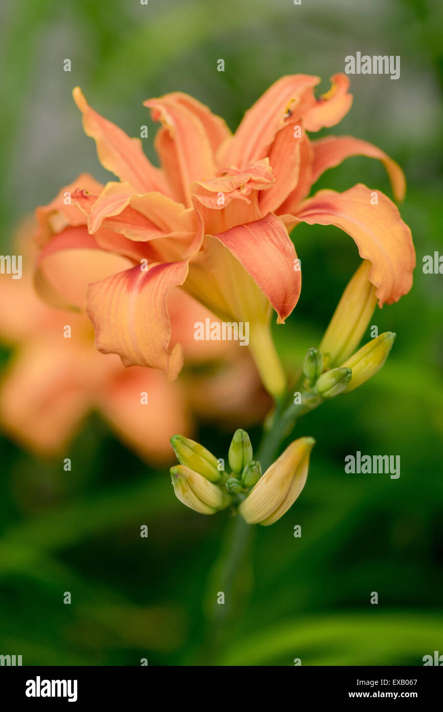 Gigli arancione lily close up Hemerocallis Foto Stock