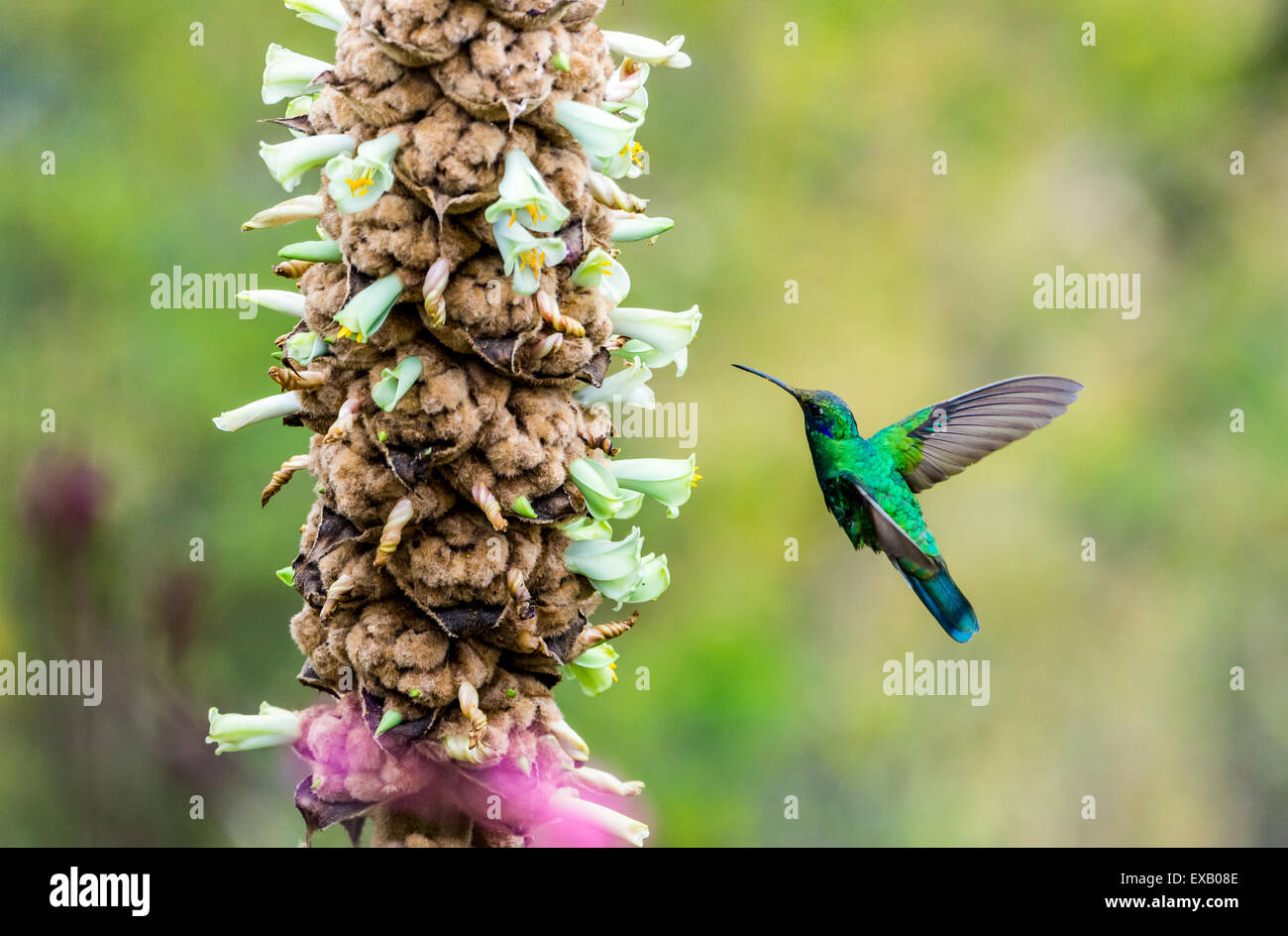 Una scintillante viola-orecchio (Colibri coruscans) hummingbird alimentazione su fiori selvatici. Pululahua Geobotanic Riserva, Ecuador. Foto Stock