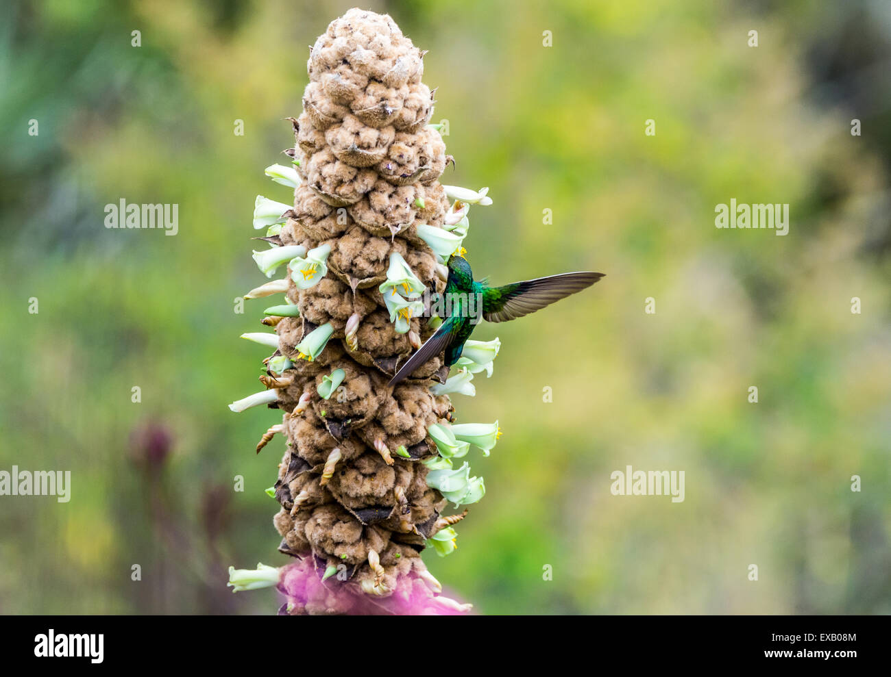 Una scintillante viola-orecchio (Colibri coruscans) hummingbird alimentazione su fiori selvatici. Pululahua Geobotanic Riserva, Ecuador. Foto Stock