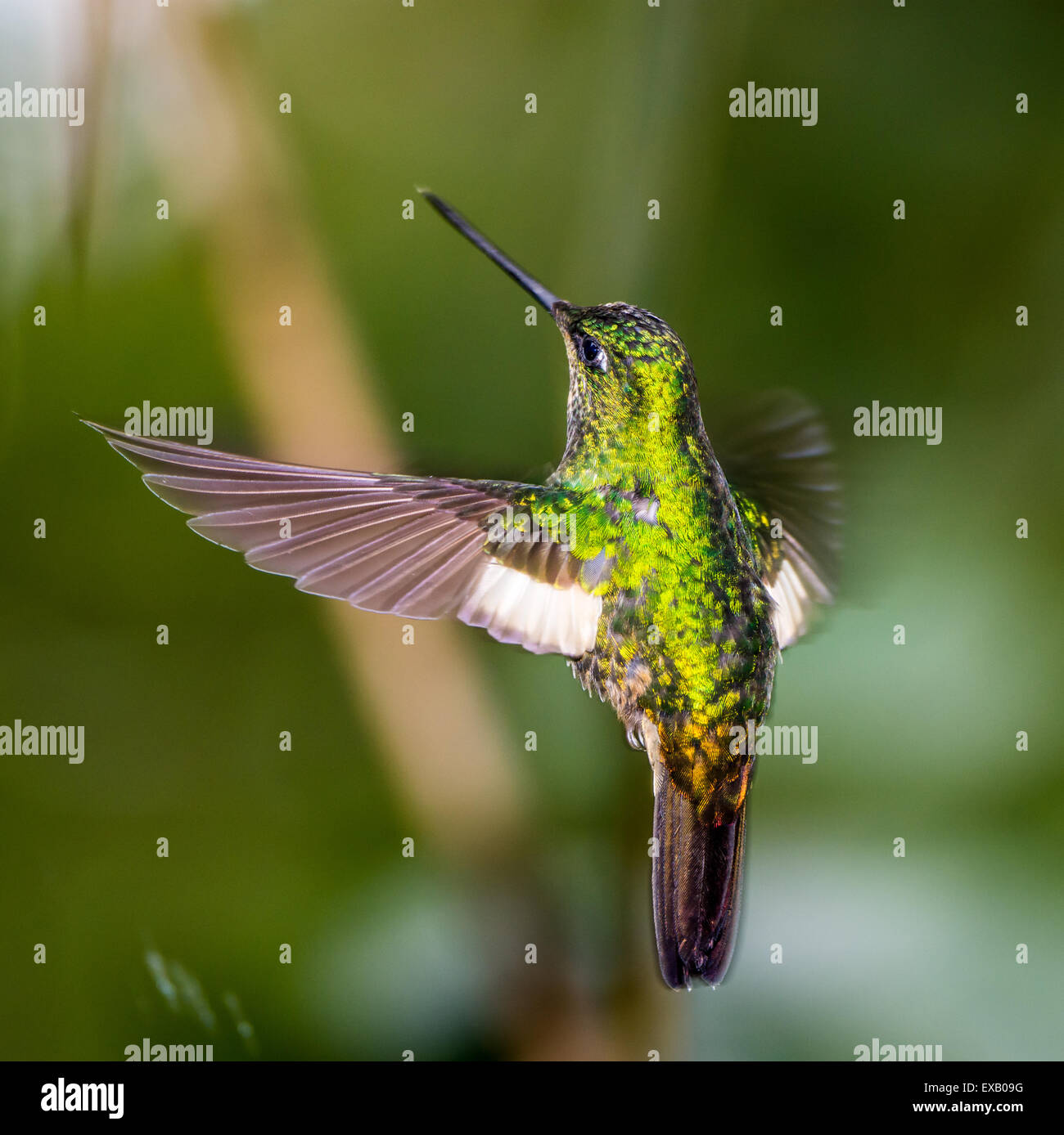 Un Buff-Winged Starfrontlet (Coeligena lutetiae) hummingbird in volo. Yanacocha Riserva Naturale, Ecuador. Foto Stock