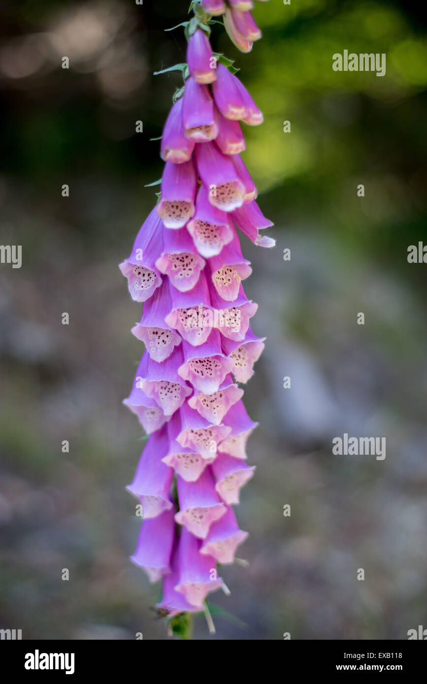 Wild Foxglowe purple blossom close up Digitalis purpurea Foto Stock