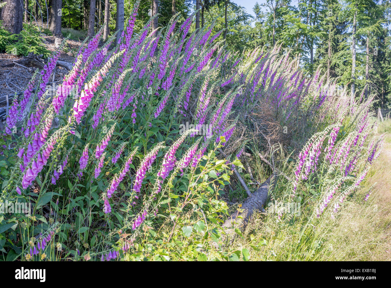 Wild Foxglowes in fiore nel loro habitat naturale Owl montagne a sud della Polonia occidentale Digitalis purpurea Foto Stock