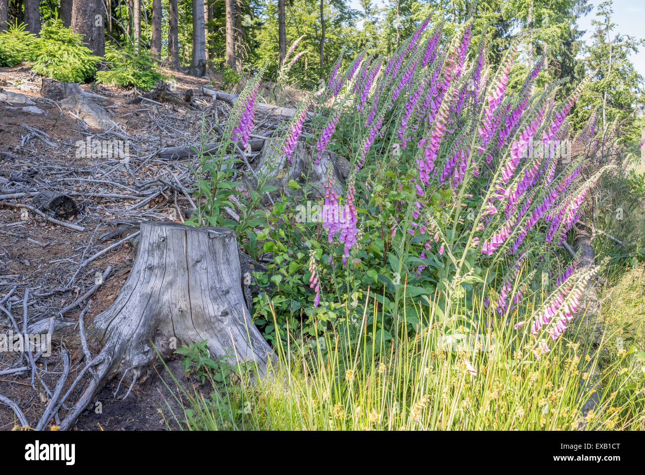 Wild Foxglowes in fiore nel loro habitat naturale Owl montagne a sud della Polonia occidentale Digitalis purpurea Foto Stock