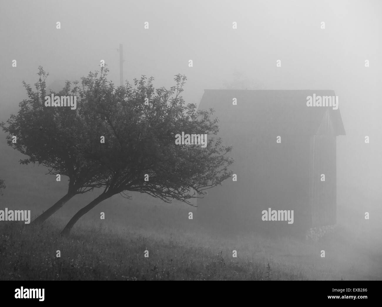 Bellissima alba con la nebbia di mattina. L'Ucraina Foto Stock