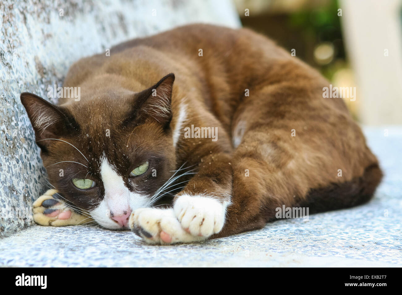 Marrone e il gatto di Pentecoste sul grigio pietra banco. Foto Stock