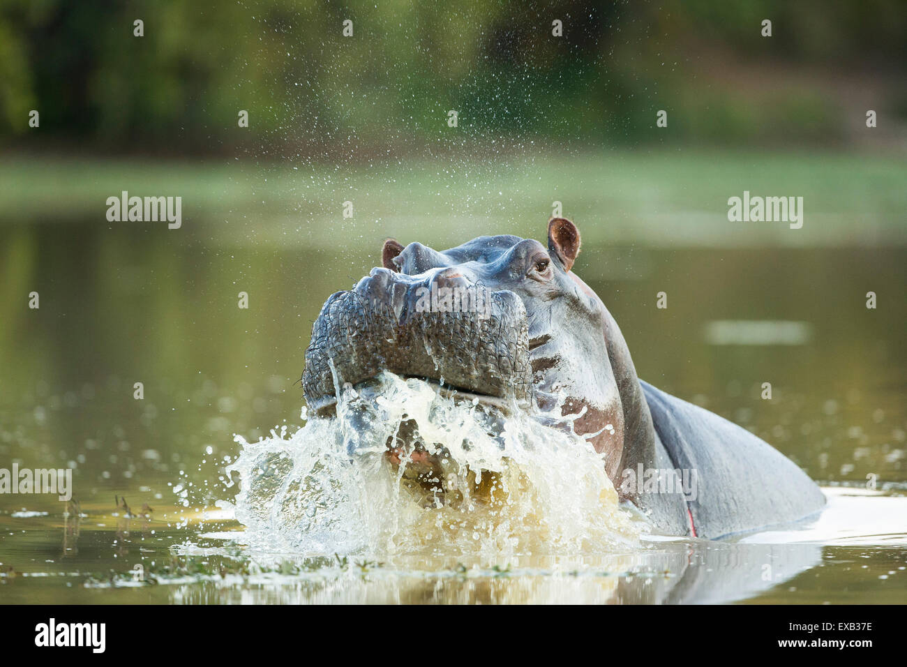 Maschio di ippopotamo visualizzazione aggressivo comportamento territoriale la spruzzatura di acqua Foto Stock
