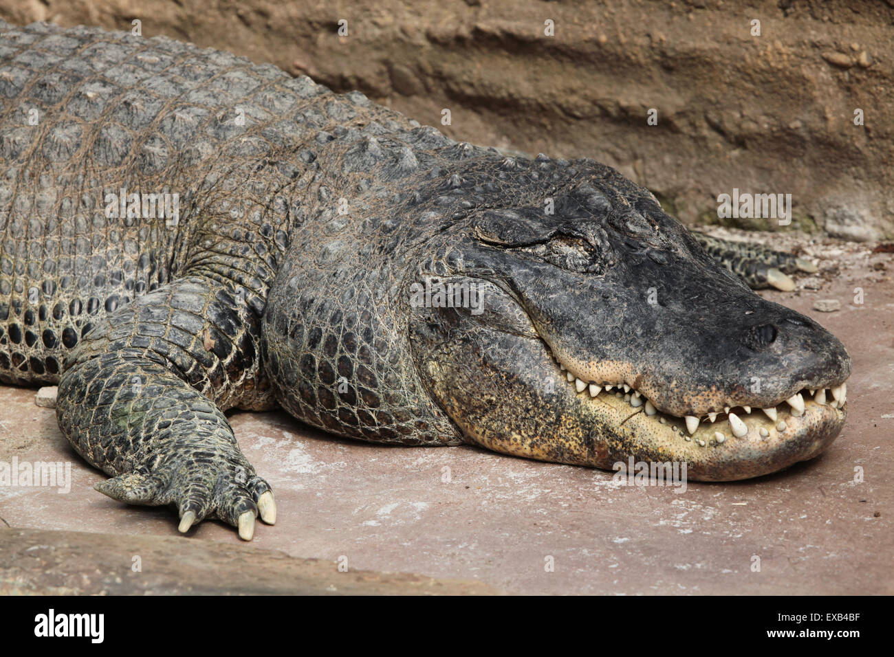 Il coccodrillo americano (Alligator mississippiensis) a Usti nad Labem Zoo in Boemia settentrionale, Repubblica Ceca. Foto Stock