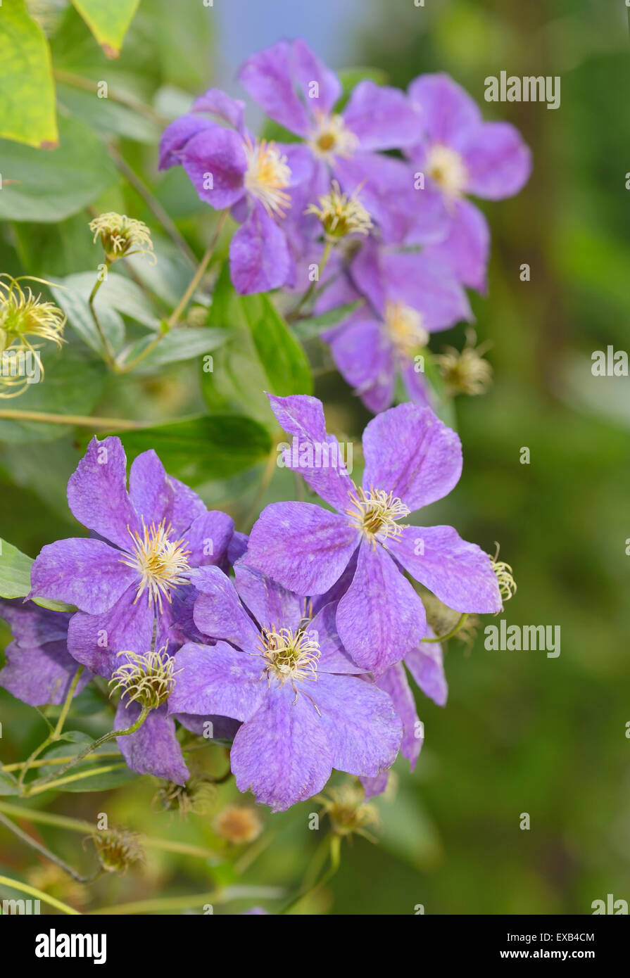 La clematide fiori nel giardino Foto Stock