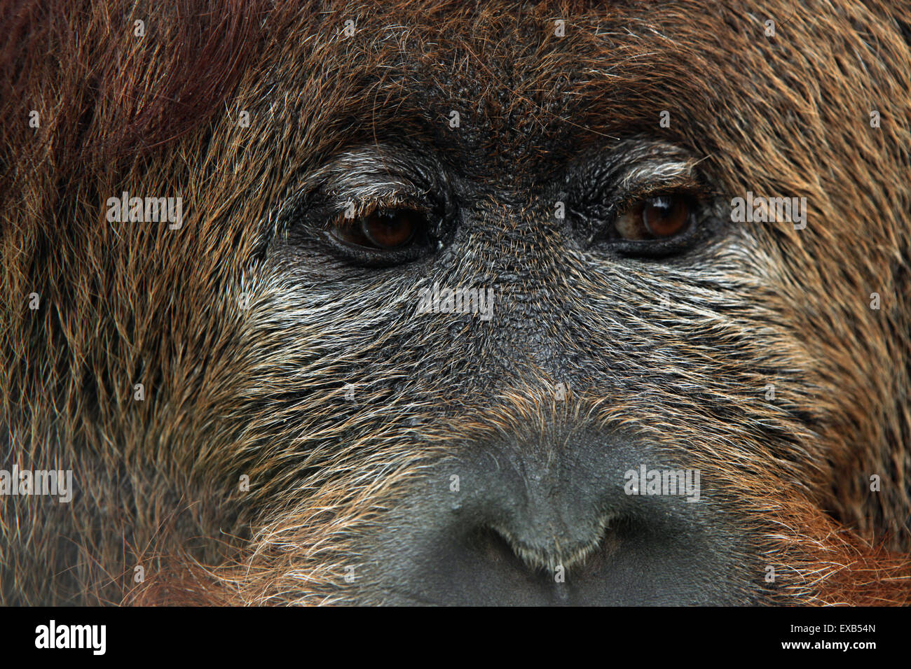 Ibrido croce dell'orangutan di Sumatra (Pongo abelii) e il Bornean orangutan (Pongo pygmaeus) a Usti nad Labem Zoo. Foto Stock