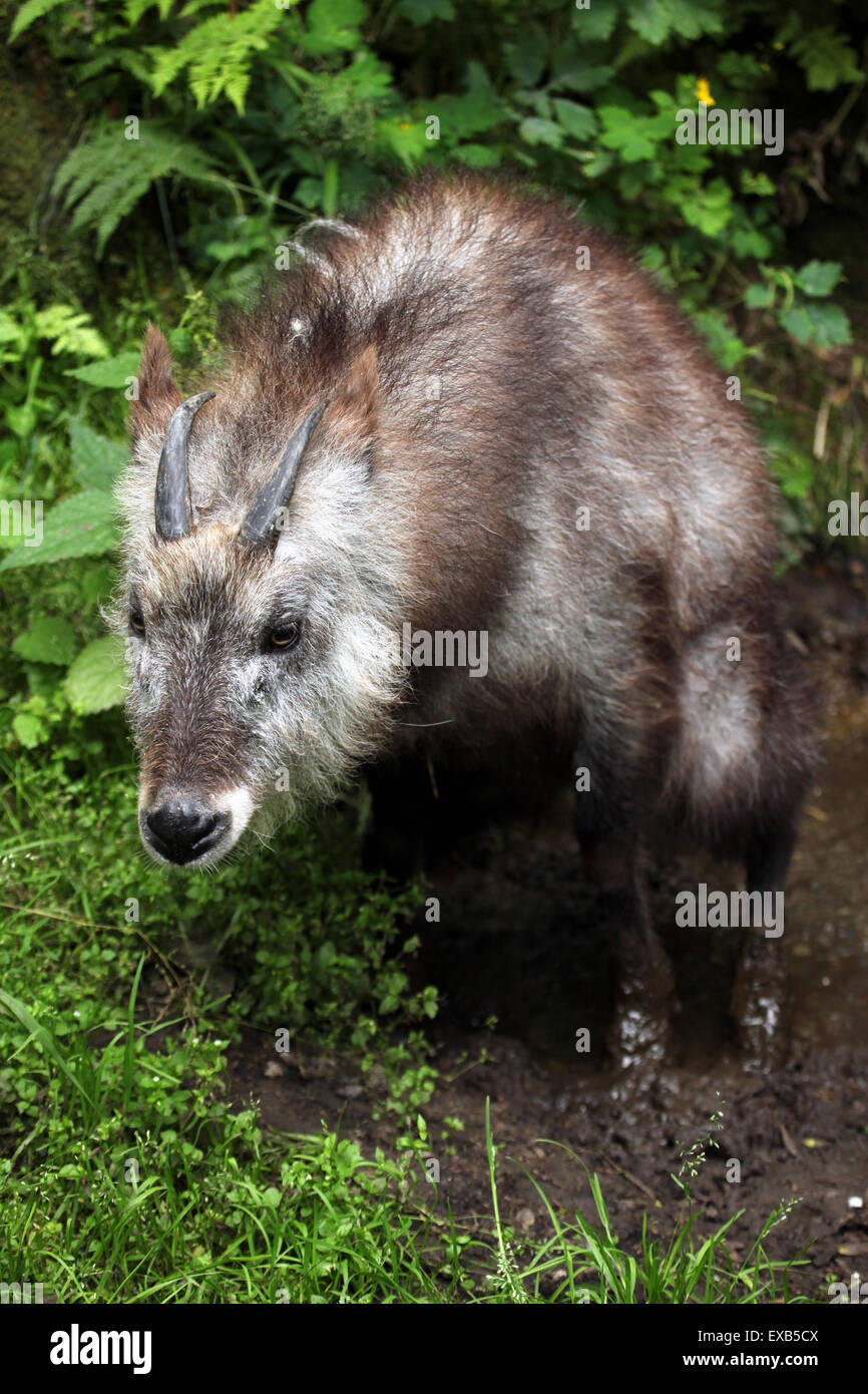 Giapponese serow (Capricornis crispus) a Usti nad Labem Zoo in Boemia settentrionale, Repubblica Ceca. Foto Stock