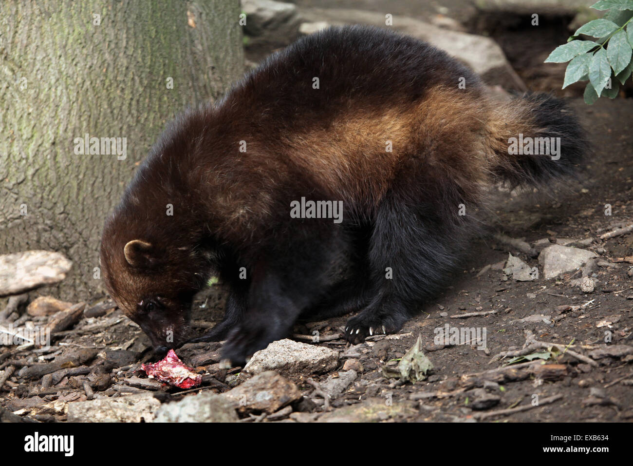 Wolverine (Gulo gulo), noto anche come il ghiottone a Usti nad Labem Zoo in Boemia settentrionale, Repubblica Ceca. Foto Stock
