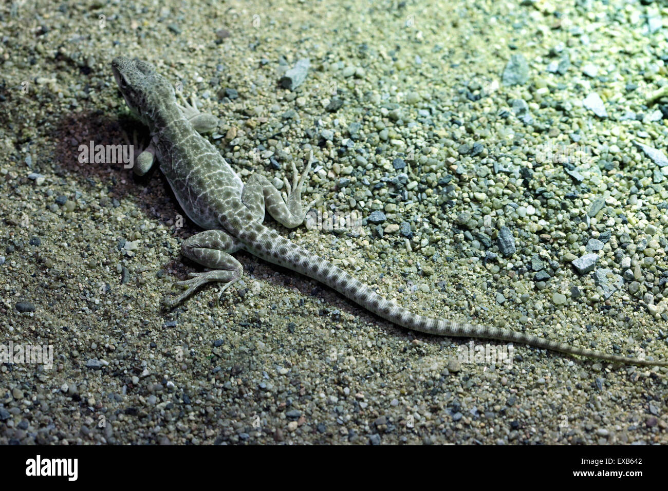 A becco lungo lucertola di leopard (Gambelia wislizenii) a Usti nad Labem Zoo in Boemia settentrionale, Repubblica Ceca. Foto Stock