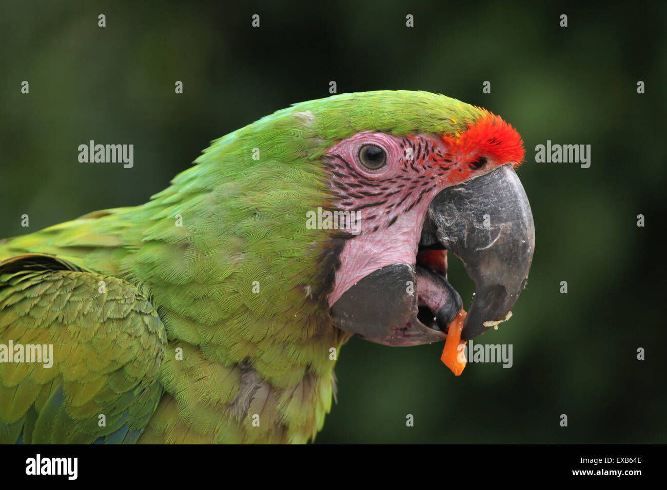 Grande green macaw (Ara ambiguus), noto anche come il grande macaw militare o Buffon's macaw a Usti nad Labem Zoo, Repubblica Ceca Foto Stock