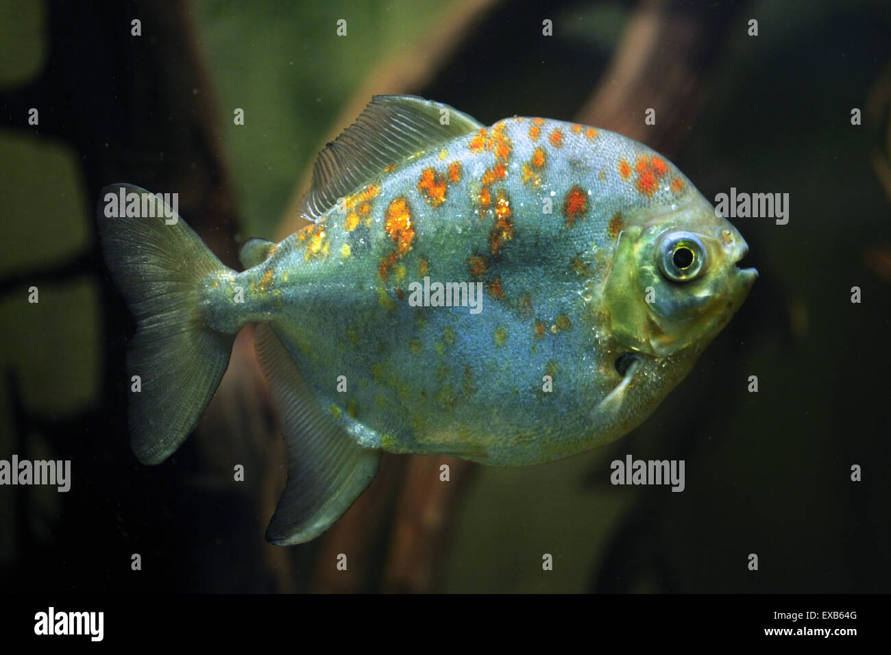 Redhook (myleus rubripinnis Myloplus), noto anche come redhook silver dollar a Usti nad Labem Zoo, Repubblica Ceca. Foto Stock