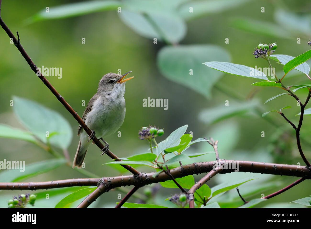 Il canto Blyth reed del trillo Foto Stock