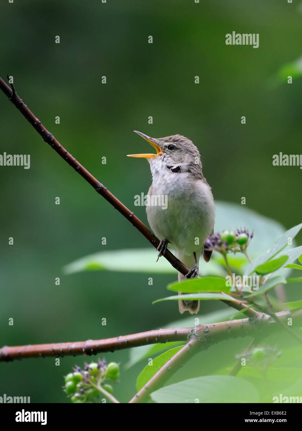 Il canto Blyth reed del trillo Foto Stock