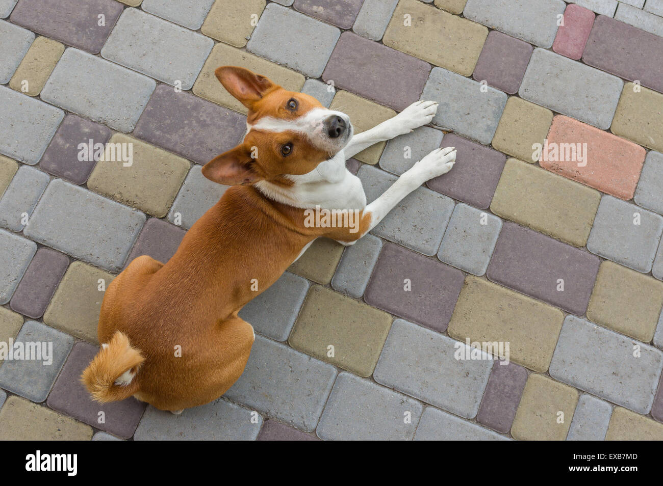 Basenji cane guardando sopra giacente su una pavimentazione stradale Foto Stock