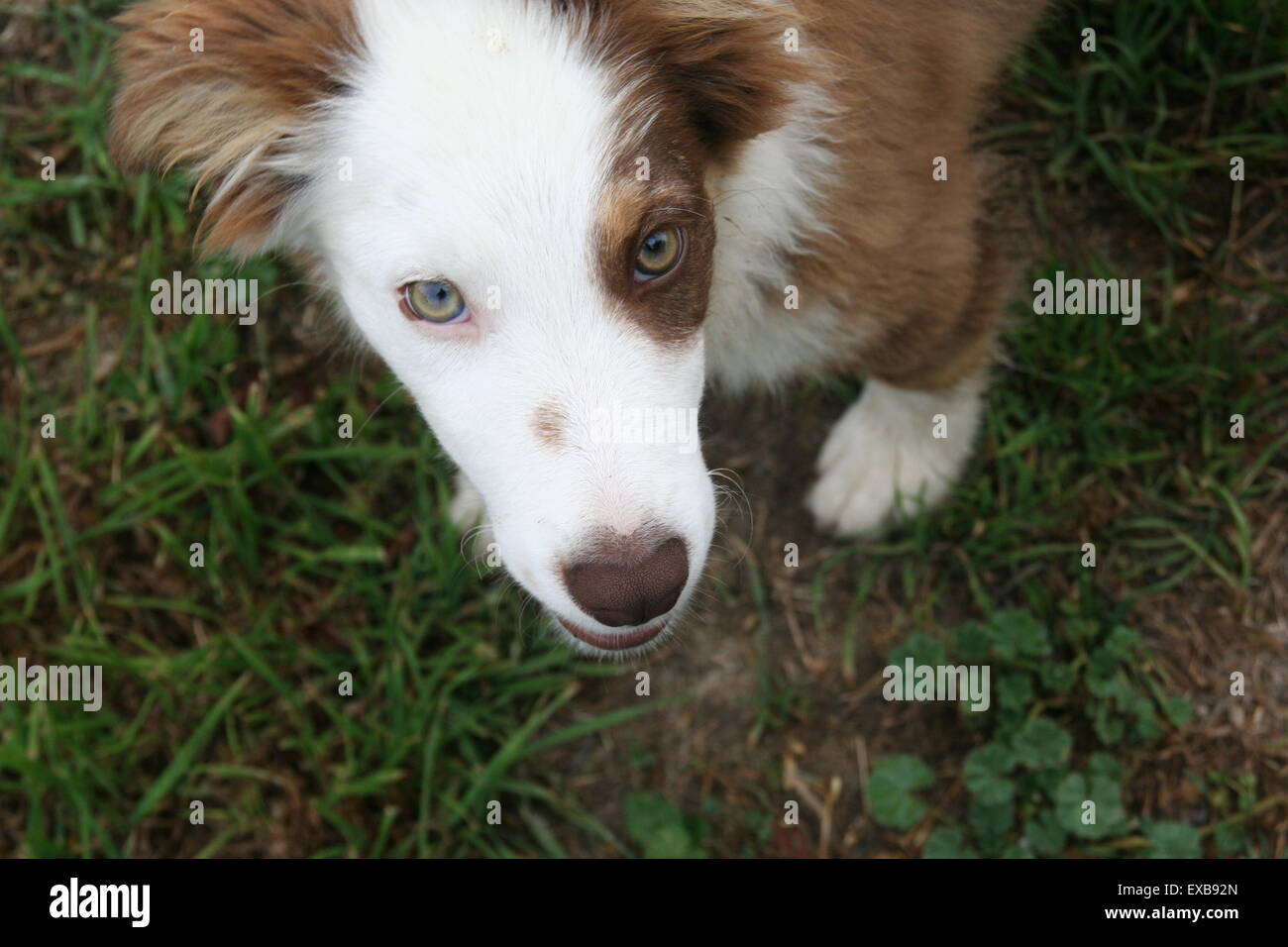 Carino marrone e bianco collie cucciolo di cane con un cerotto su di un occhio, guardando in alto, Australia. Foto Stock