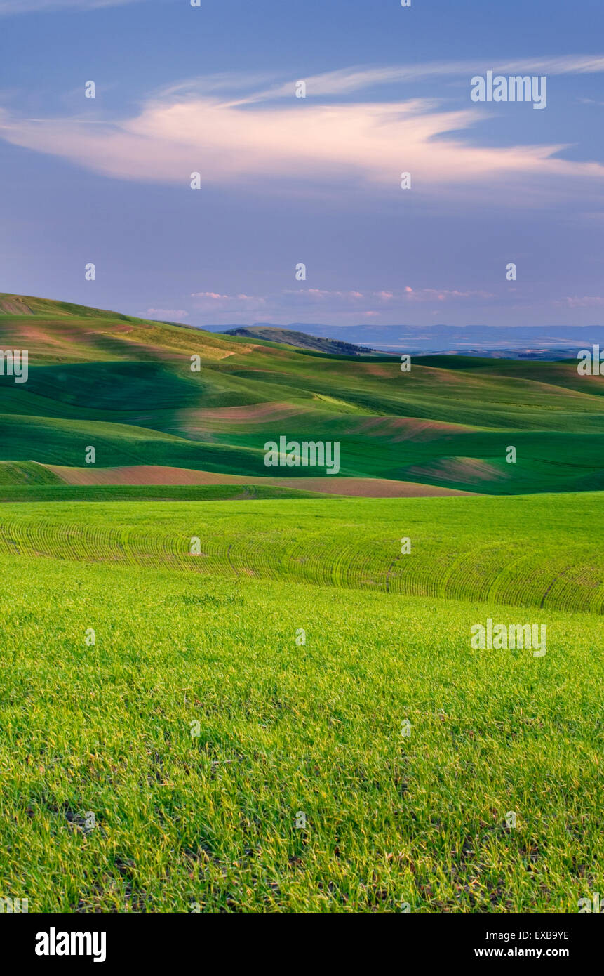 Le colline di Grano verde campi nella regione di Palouse dell'Inland Empire di Washington Foto Stock