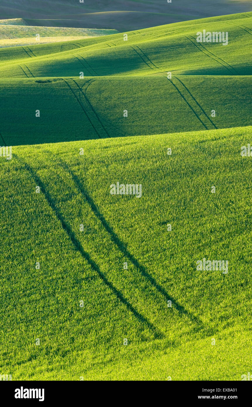 Le colline di Grano verde campi nella regione di Palouse dell'Inland Empire di Washington Foto Stock