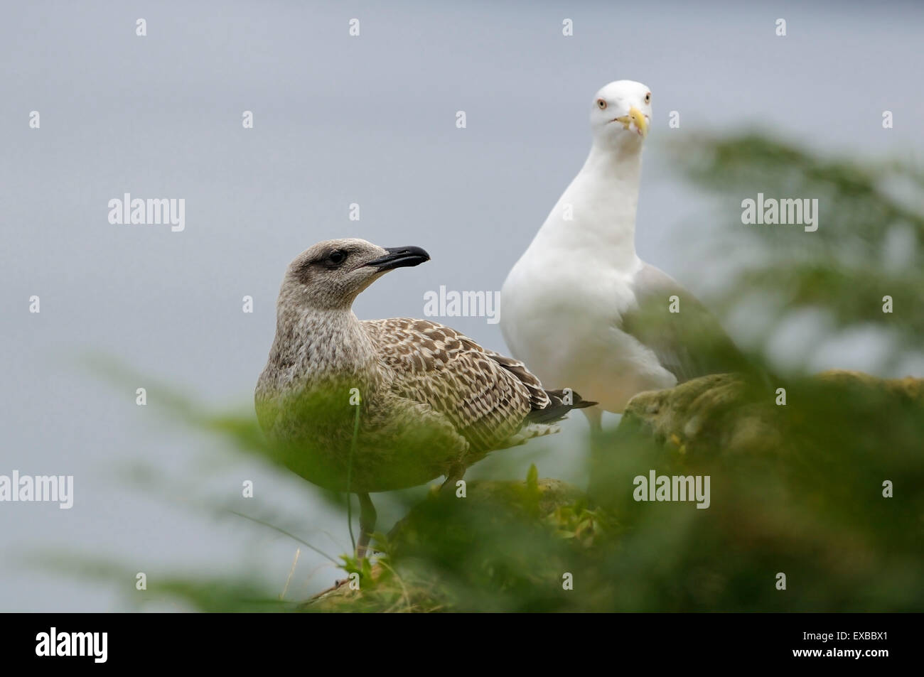 Ritratto orizzontale di zampe gialle gabbiano, Larus cachinnans michahellis, giovane con un adulto in background contro il mare. Foto Stock