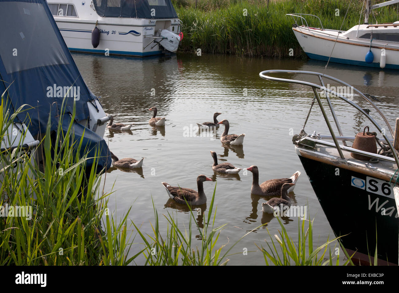 Temolo oche ibridi),fiume Bure, Norfolk Broads, East Anglia, Inghilterra Foto Stock