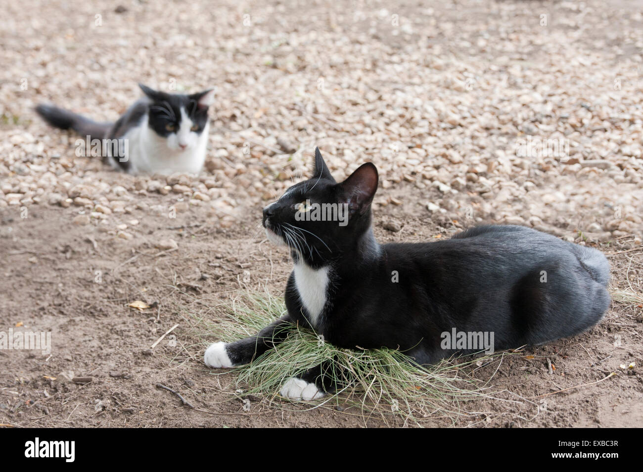 2 in bianco e nero gattini giocare all'aperto Foto Stock