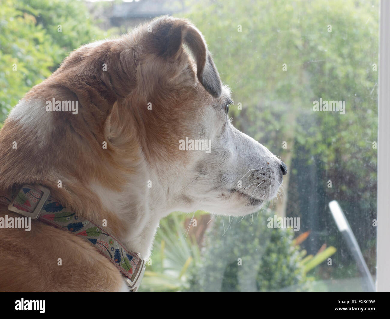 Jack Russell Terrier cane guardando fuori della finestra Foto Stock