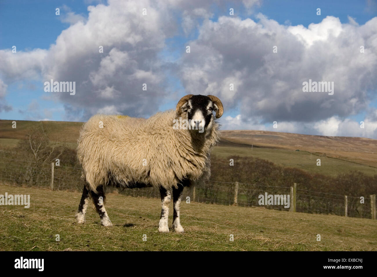 Ram Swaledale permanente sulla collina, Teesdale, County Durham Foto Stock