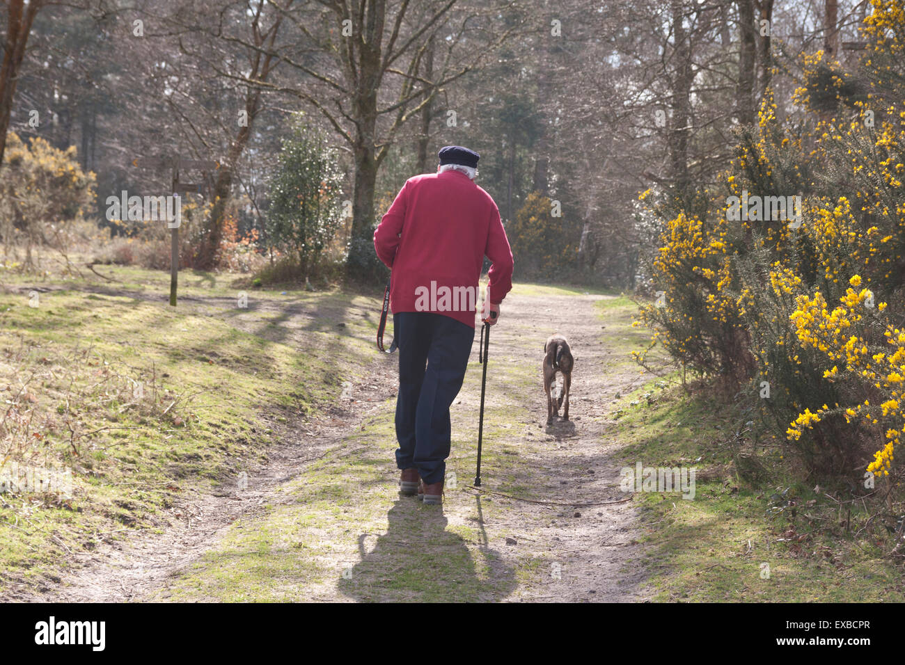 Lurcher Cane e uomo anziano con il bastone da passeggio a camminare su percorso boschivo, Marley giù, Surrey Foto Stock