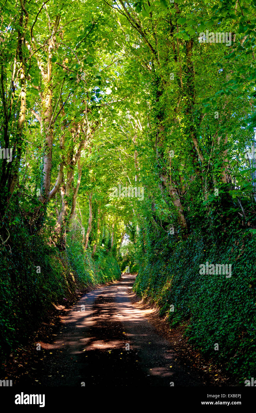 Campagna lane in Batheaston, bagno, Somerset, Inghilterra, Regno Unito Foto Stock