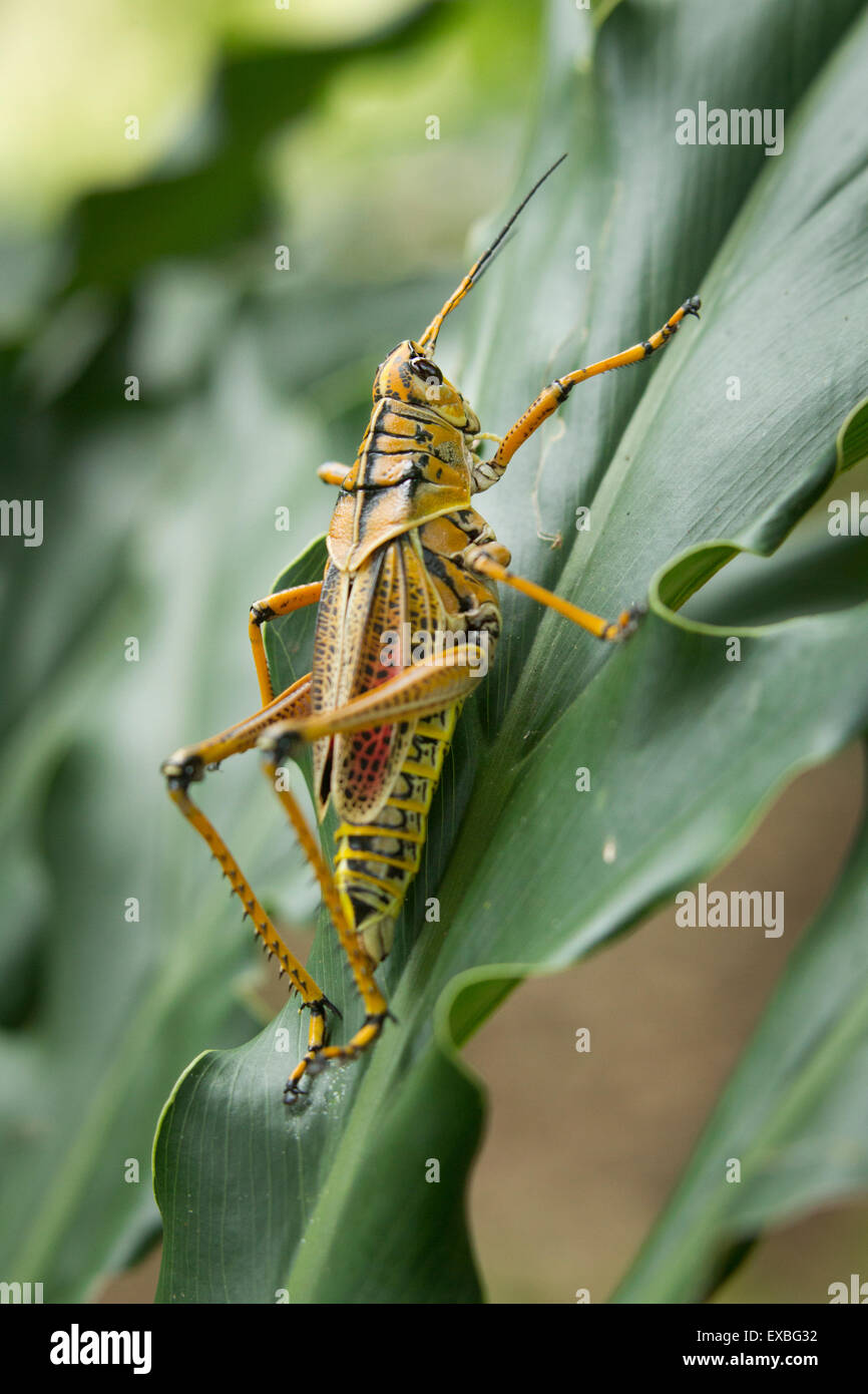 Locust sulla foglia verde. Foto Stock