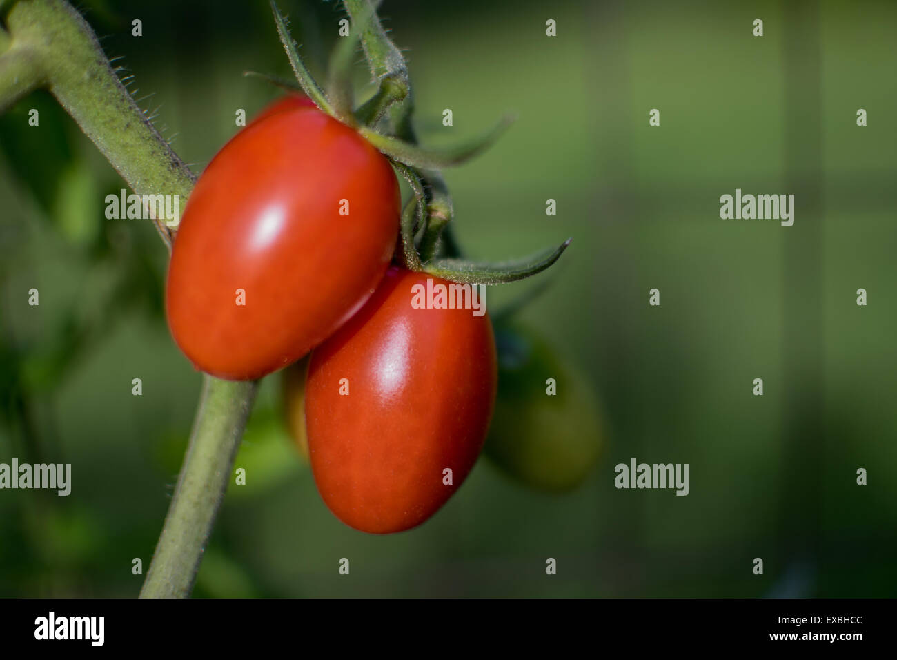 Vite stagionati di pomodori ciliegini Foto Stock