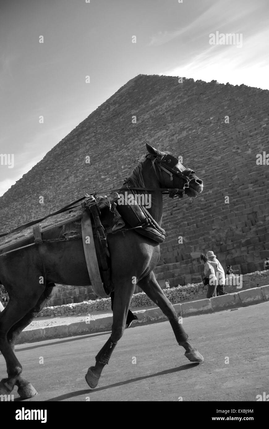 Le Grandi Piramidi di Giza in Egitto Foto Stock