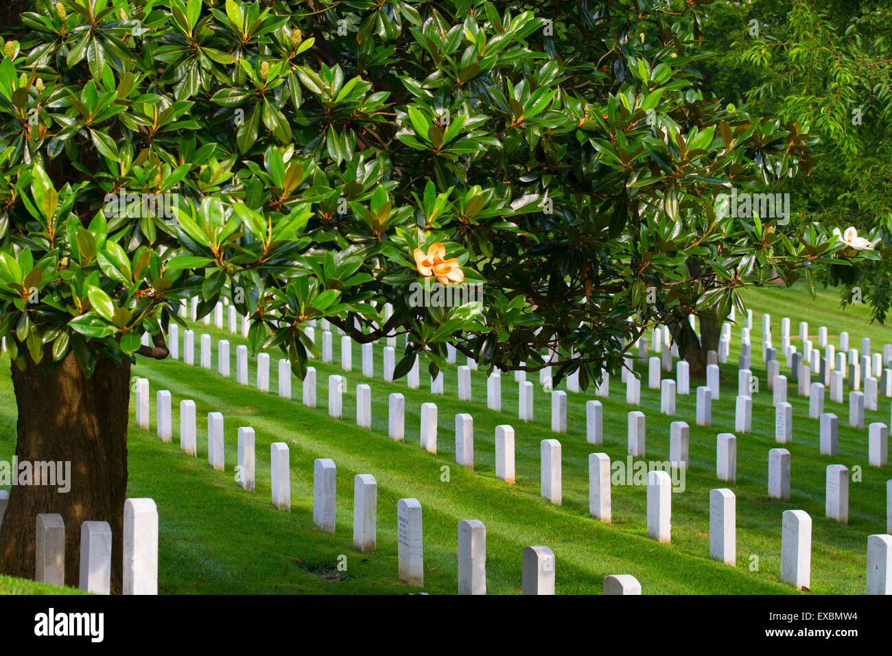 Lapidi, tombe, il Cimitero Nazionale di Arlington, ombreggiata da albero di Magnolia, Virginia Foto Stock