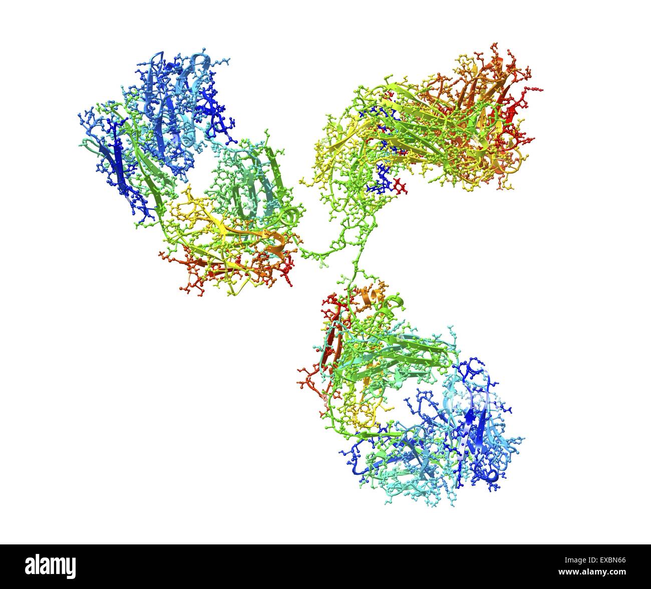 Molecola di anticorpo. La struttura molecolare di un anticorpo di immunoglobulina umana (IgG2a). Gli anticorpi IgG sono composte da 2 LUNGHI Foto Stock