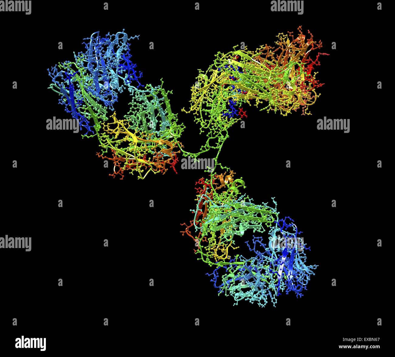 Molecola di anticorpo. La struttura molecolare di un anticorpo di immunoglobulina umana (IgG2a). Gli anticorpi IgG sono composte da 2 LUNGHI Foto Stock