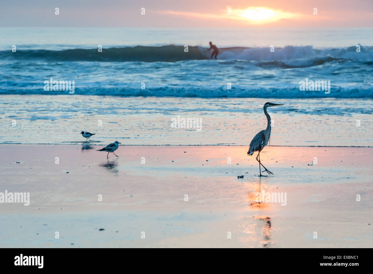 La massima esperienza di Florida - surf a sunrise con uccelli marini. Foto Stock
