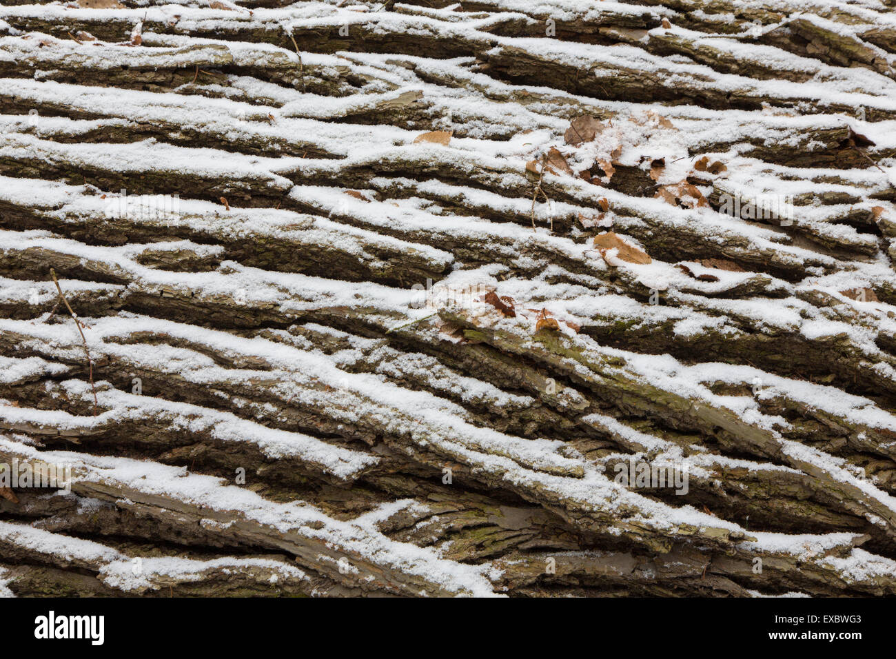 Vecchia corteccia di quercia nella neve con alcune foglie secche sfondo Foto Stock
