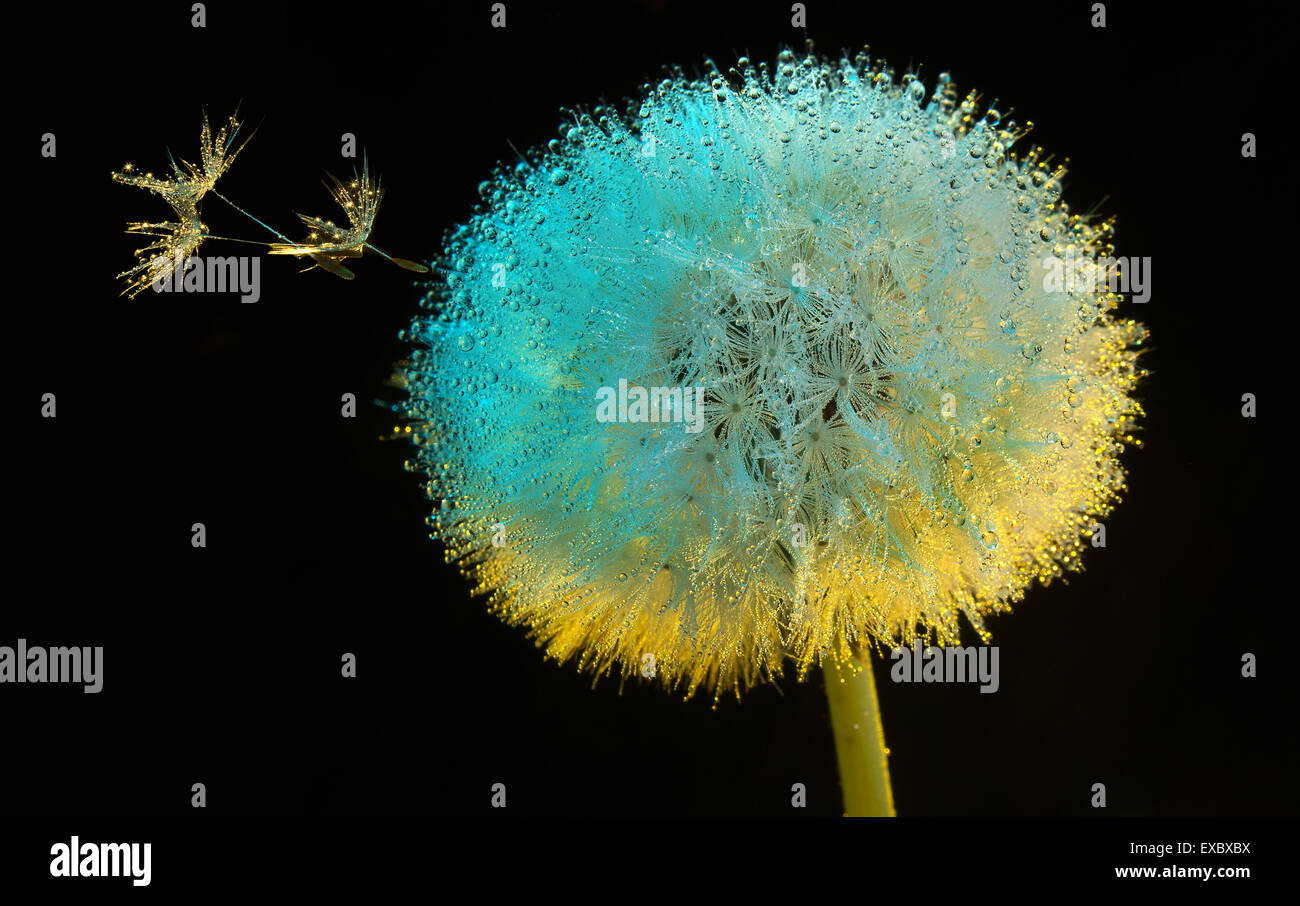 Fiore di tarassaco (Taraxacum) in Rugiada di mattina.(Asteraceae).(Taraxacum officinale). Foto Stock